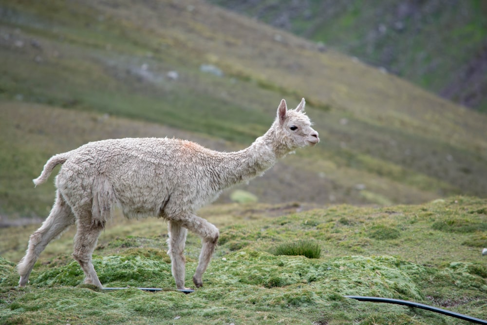 white llama on green grass field during daytime