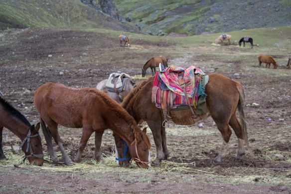 Several horses grazing on a mountainous grassy area with some of them carrying colorful saddlebags. The landscape is rugged and there are patches of green and brown terrain visible.