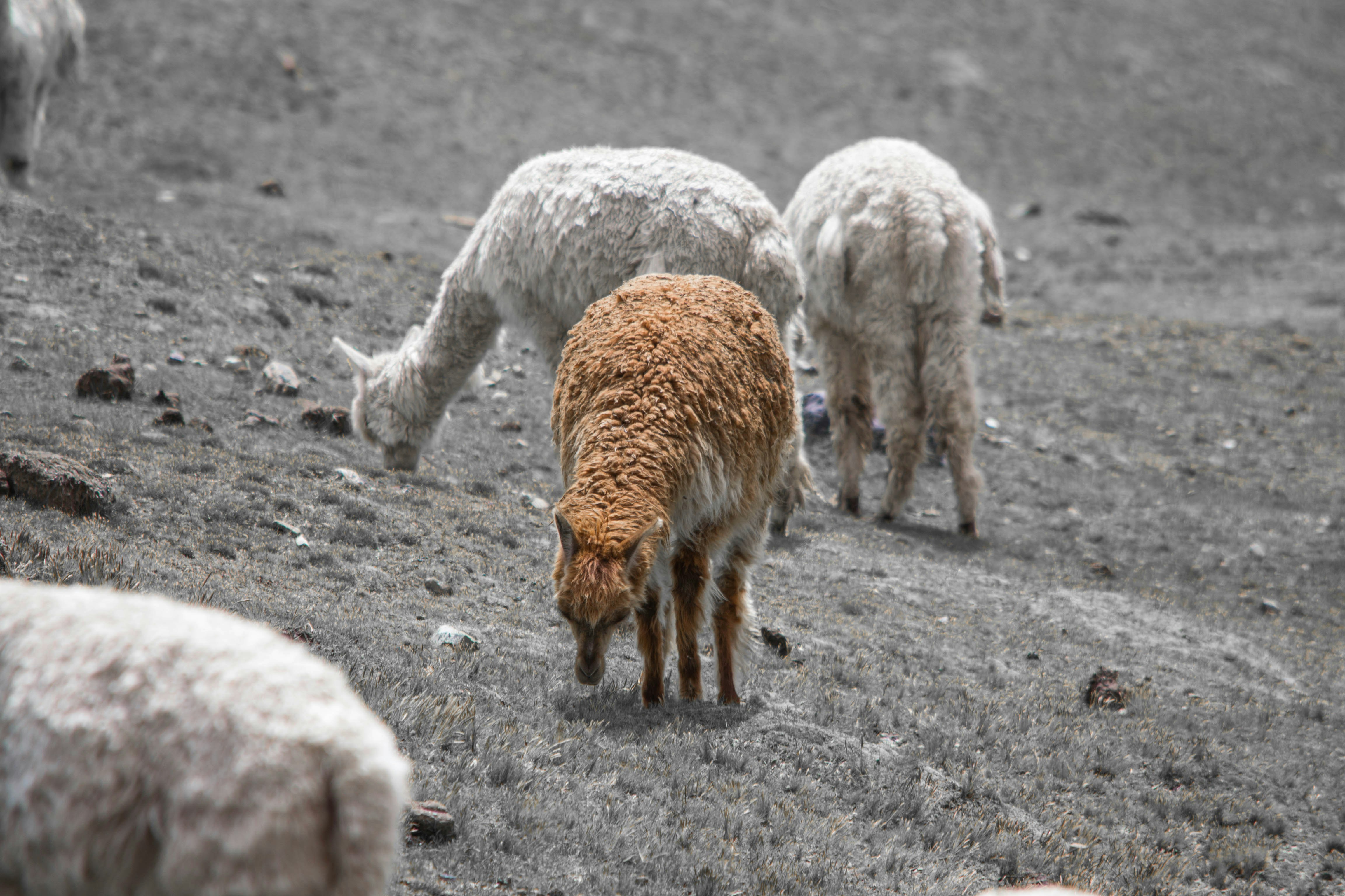 Alpaca in Peru