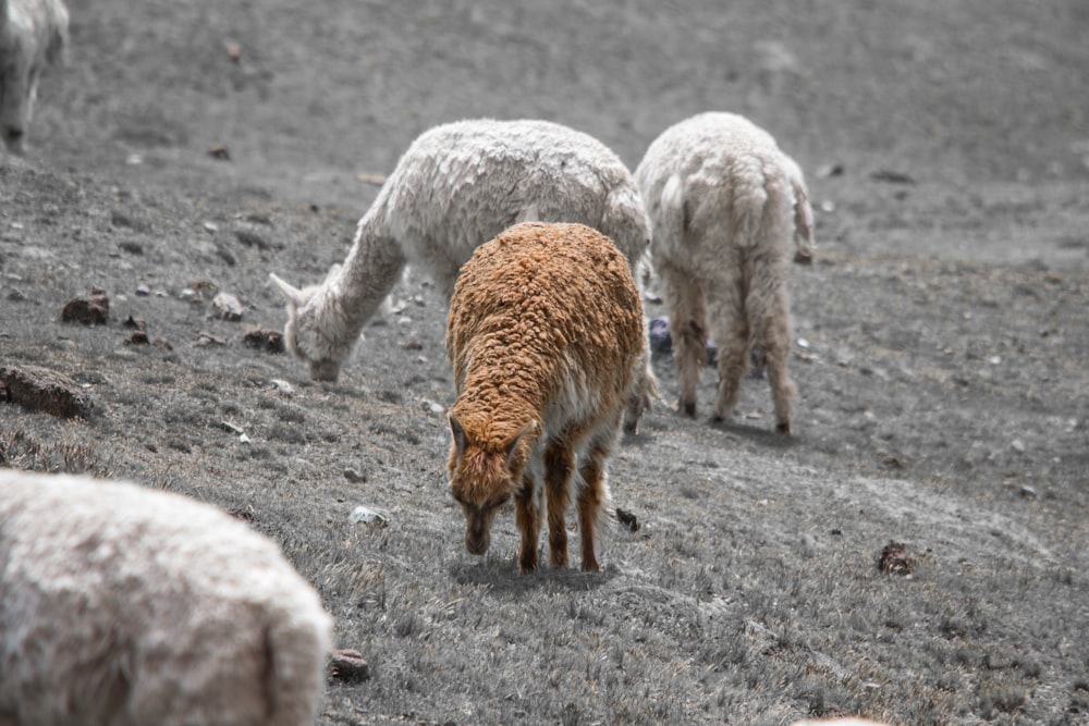 white and brown 4 legged animal on gray ground during daytime