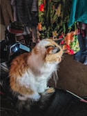 A fluffy, white and orange cat sits on a dark, glossy surface, possibly a seat of a motorcycle, with various hanging colorful clothes in the background including floral patterns.