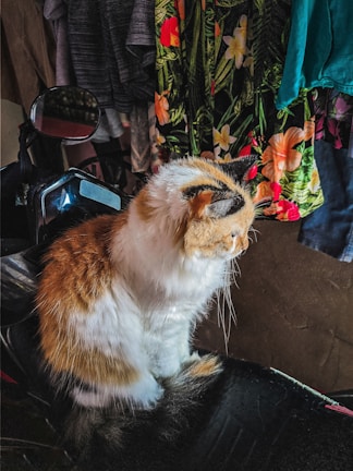 A fluffy, white and orange cat sits on a dark, glossy surface, possibly a seat of a motorcycle, with various hanging colorful clothes in the background including floral patterns.
