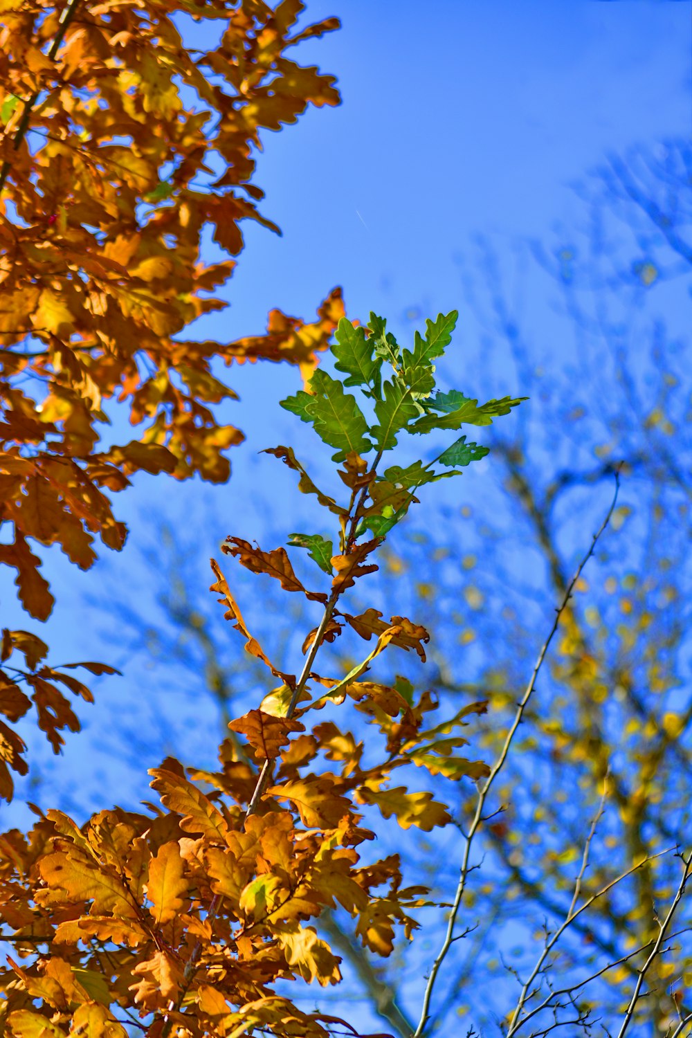 yellow and green maple leaves