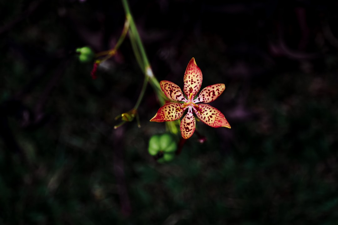 red and yellow flower in bloom