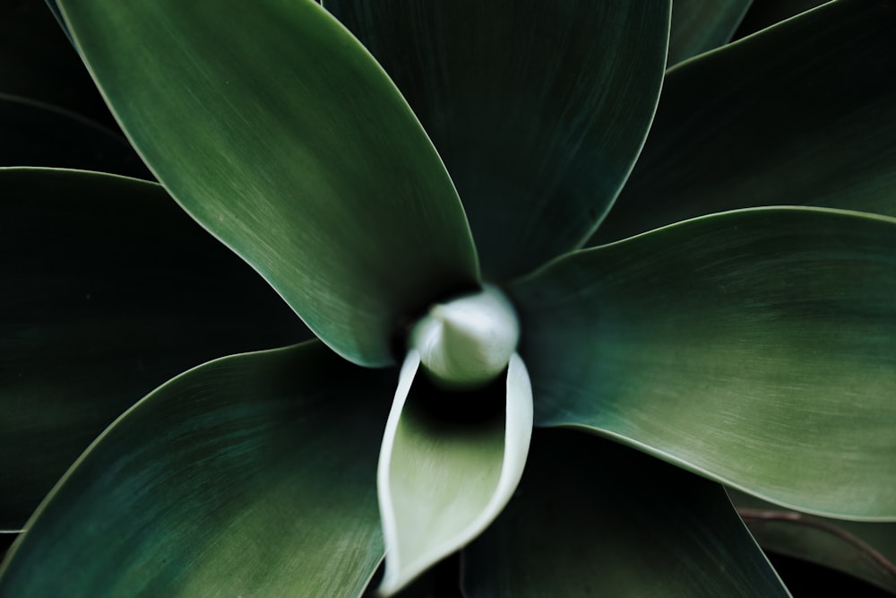 green and white flower in close up photography