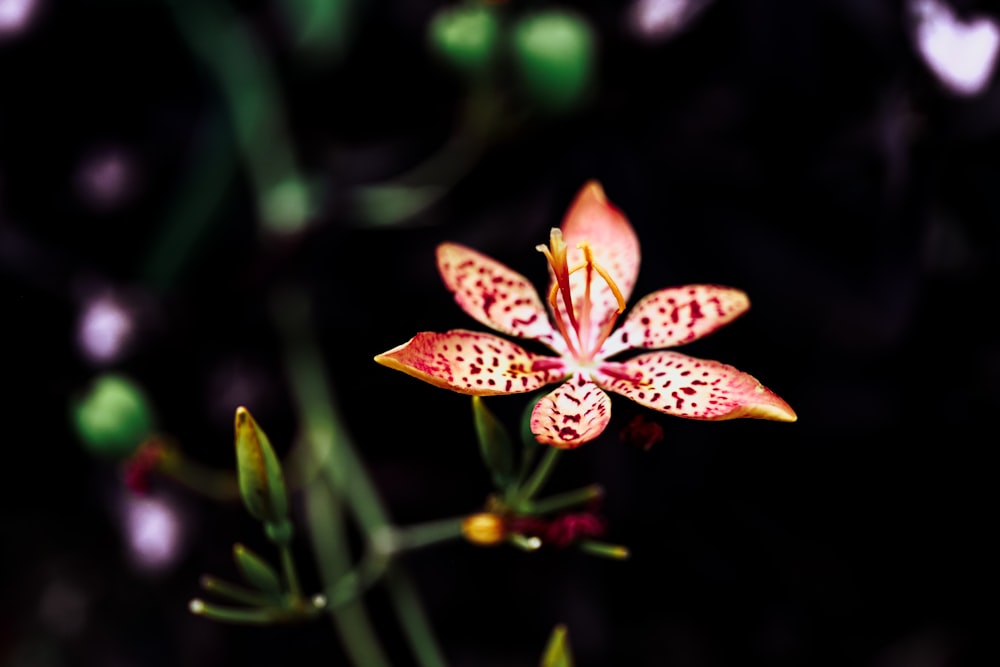 orange and black butterfly on green plant