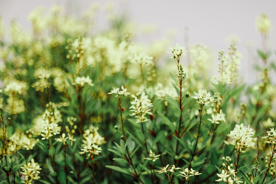 white flowers with green leaves