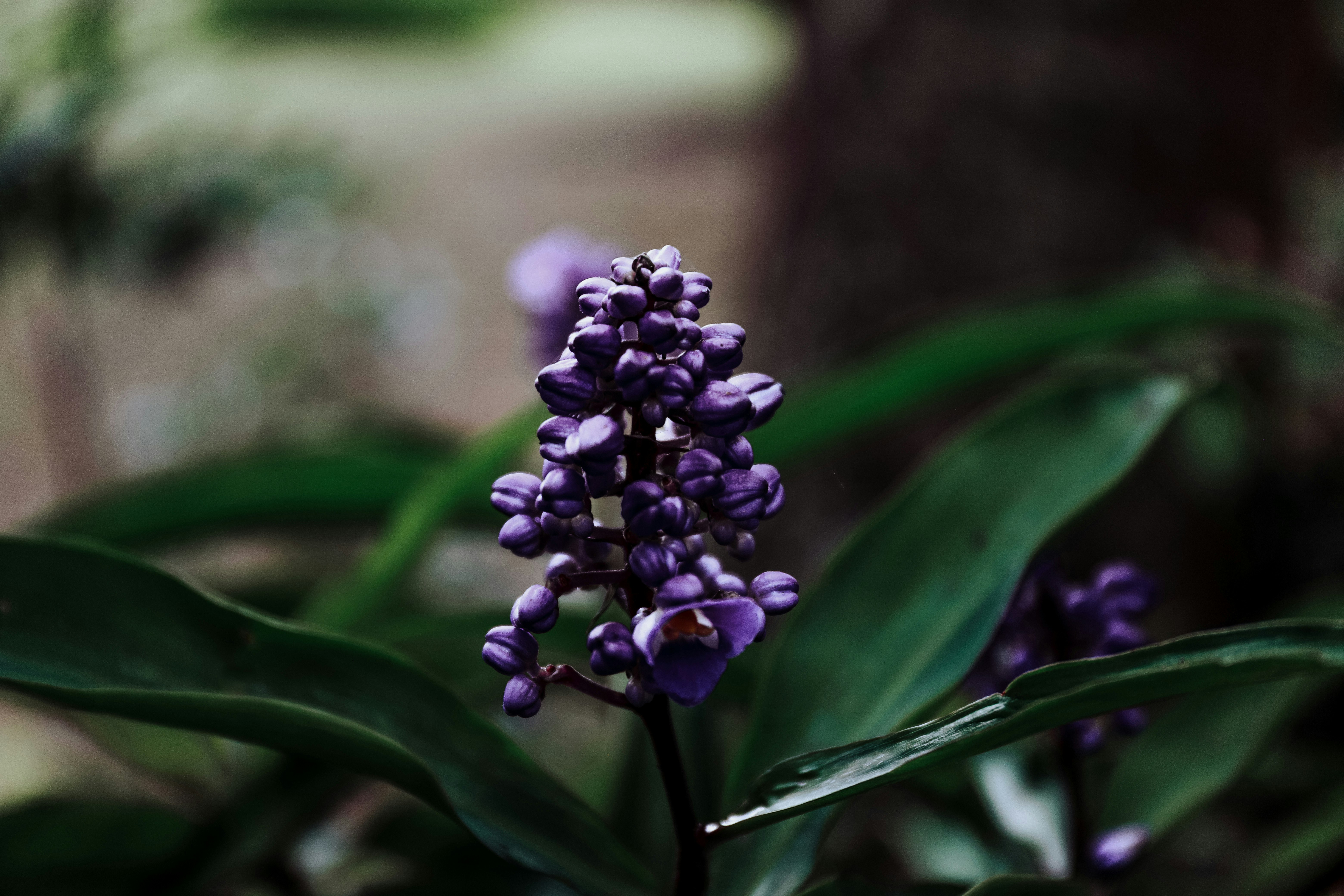 white and purple flower in tilt shift lens