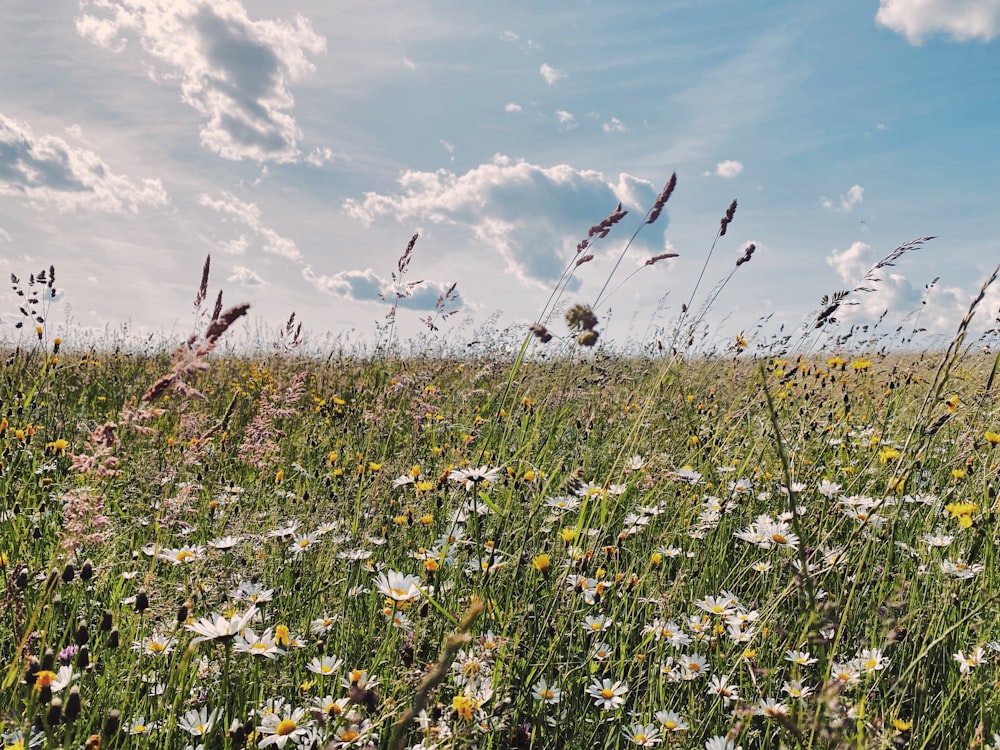 Weiße Blüten unter blauem Himmel tagsüber