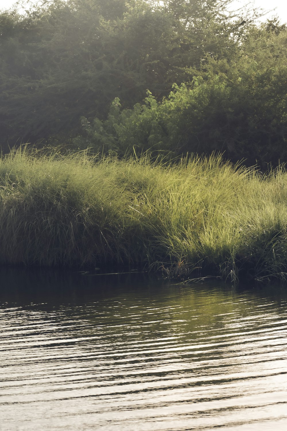 green grass near body of water during daytime