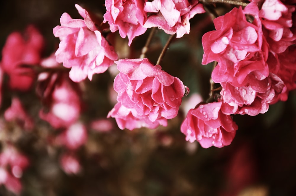 pink flowers in tilt shift lens