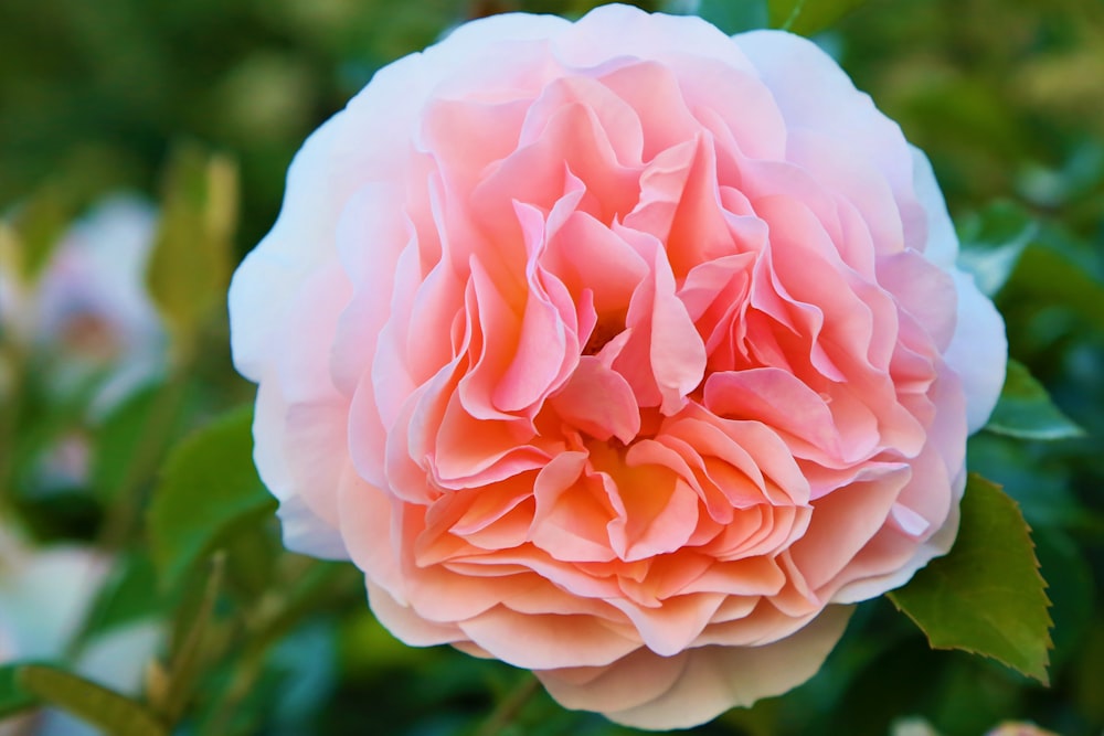 pink rose in bloom during daytime