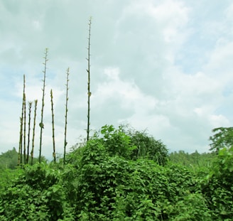 Tall bamboo stalks rise from a dense cover of green foliage. The sky is partly cloudy with white and gray clouds, creating a natural backdrop. The vibrant green vegetation covers the lower half of the image, suggesting a lush, thriving environment.