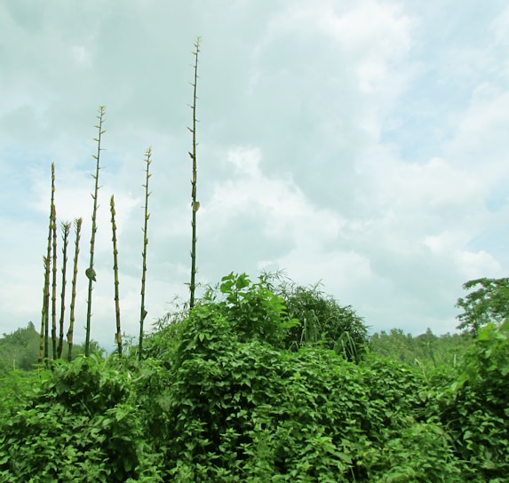 Tall bamboo stalks rise from a dense cover of green foliage. The sky is partly cloudy with white and gray clouds, creating a natural backdrop. The vibrant green vegetation covers the lower half of the image, suggesting a lush, thriving environment.