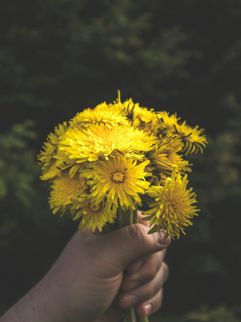 yellow flower on persons hand