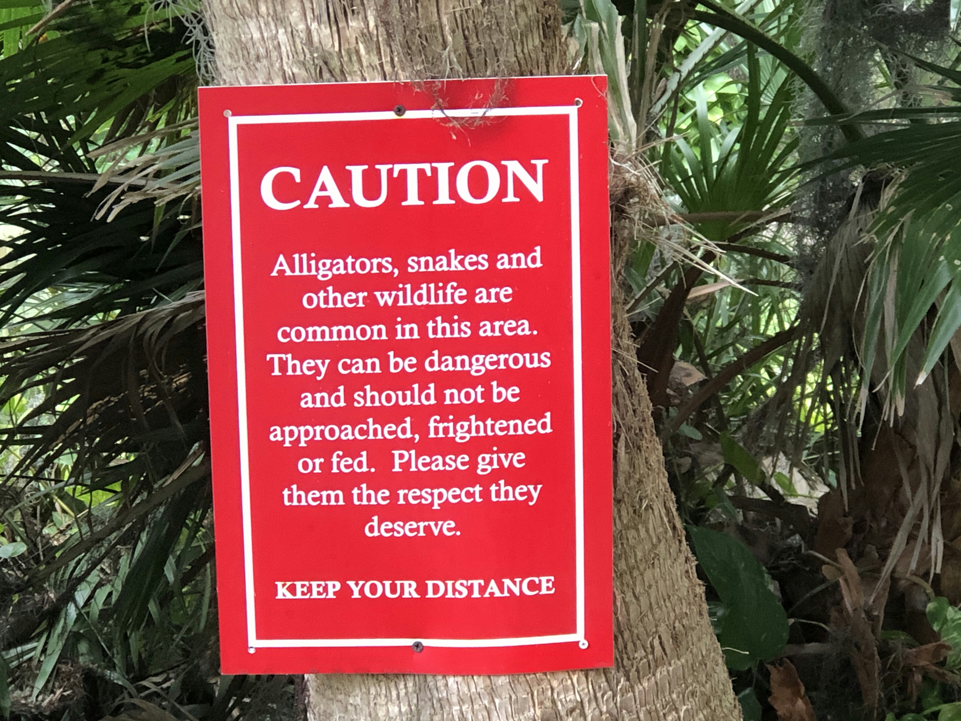 The Most Dangerous Animals in the Amazon Rainforest