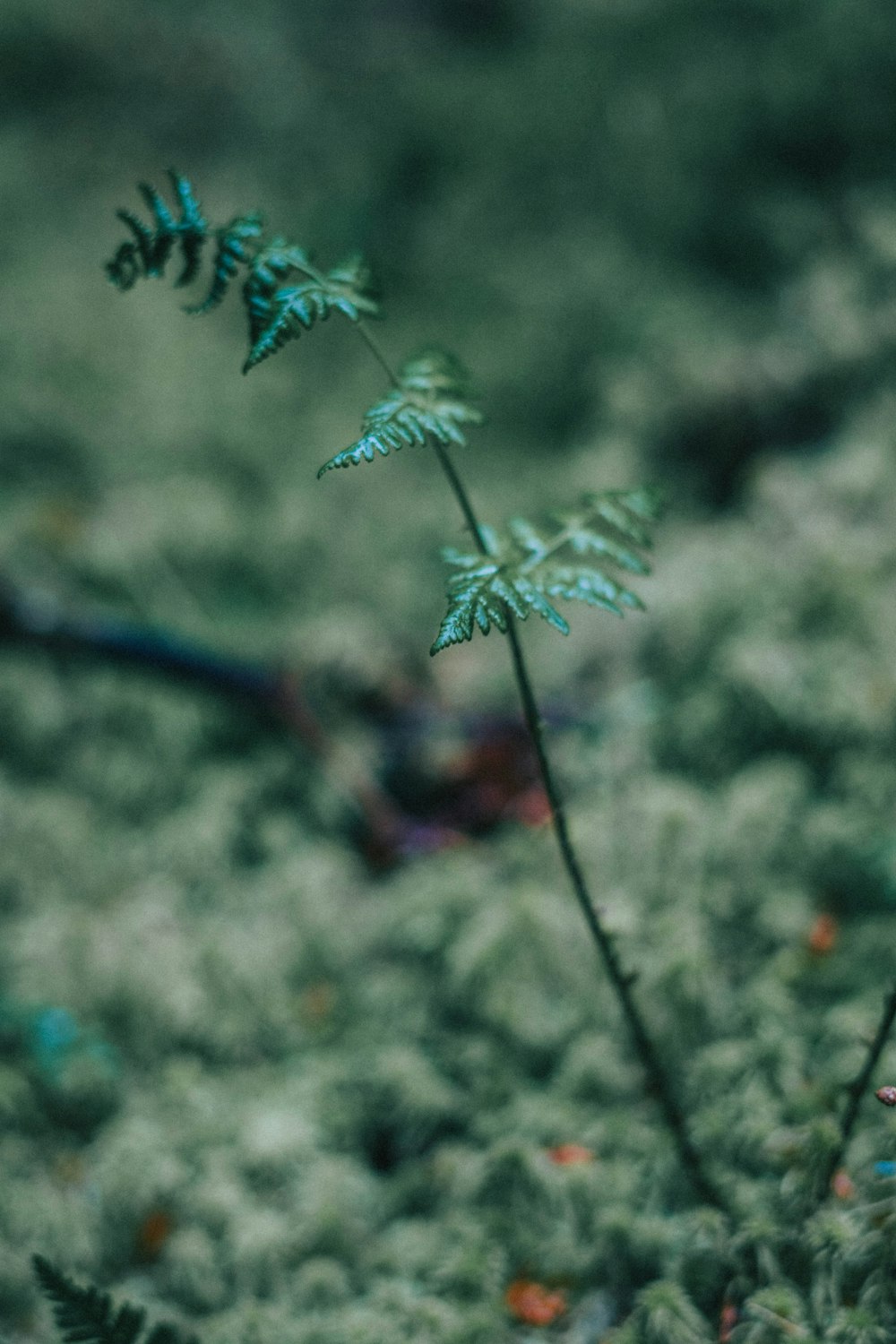 a close up of a plant with a blurry background