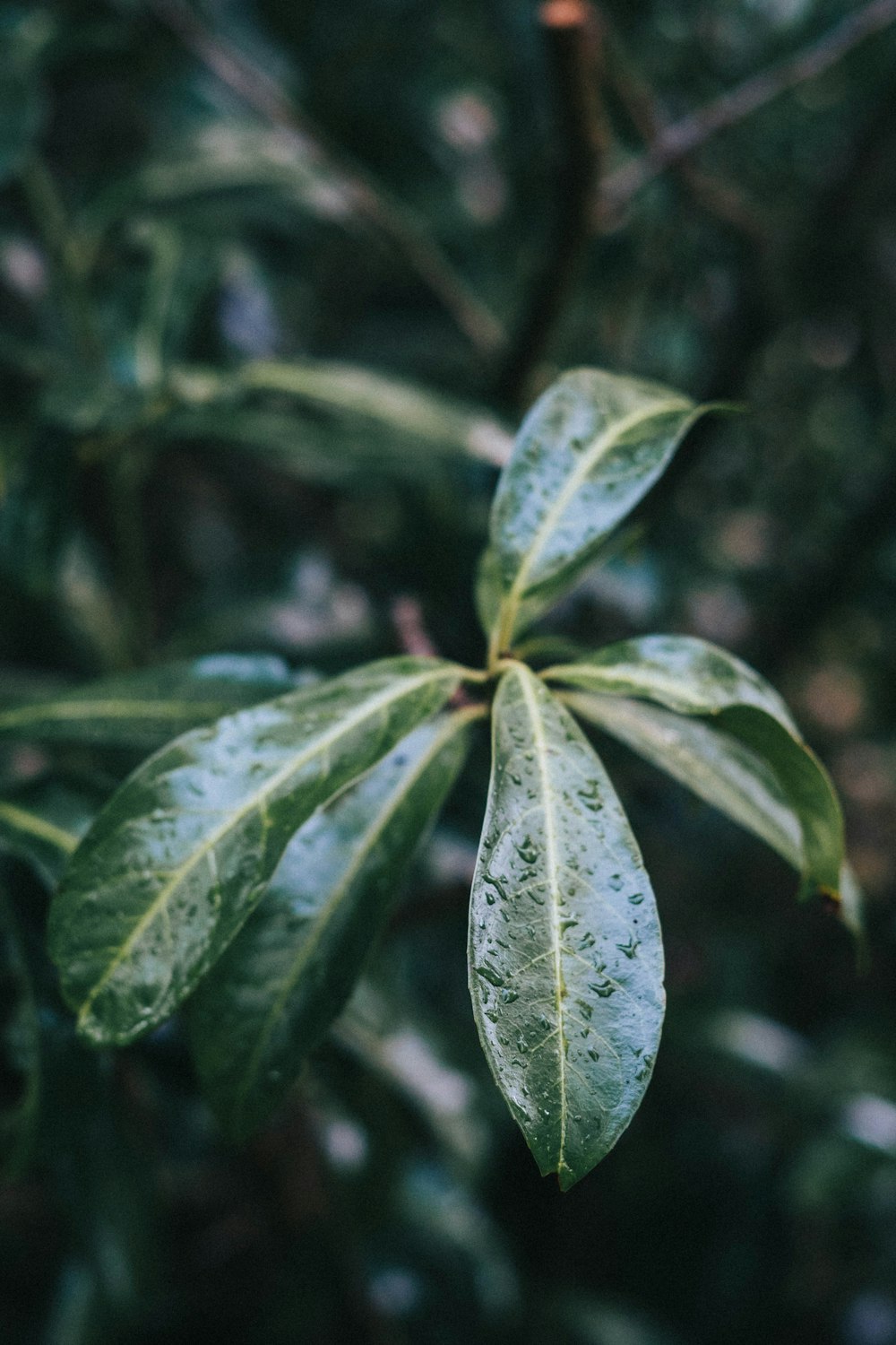 green leaves in tilt shift lens