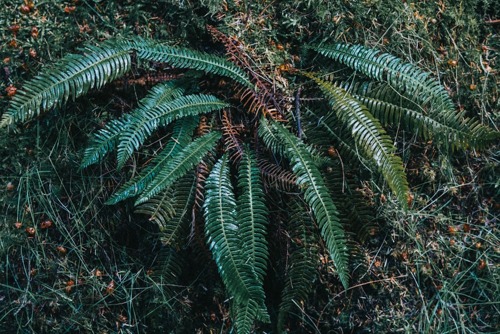 green fern plant during daytime