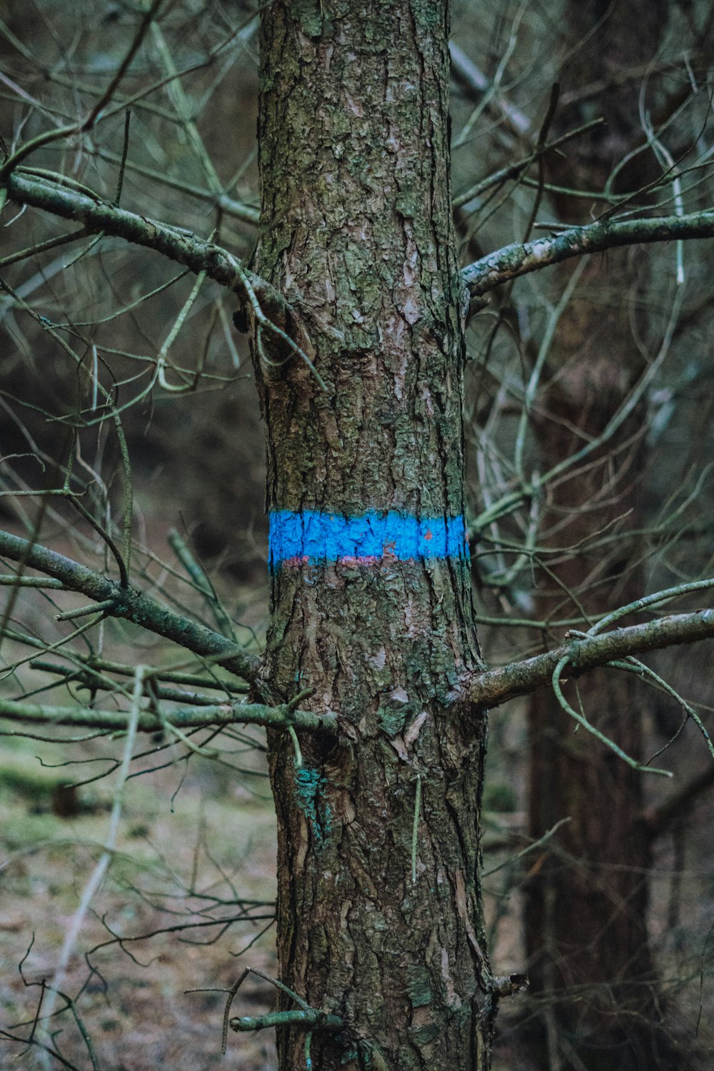 brown tree trunk with blue thread