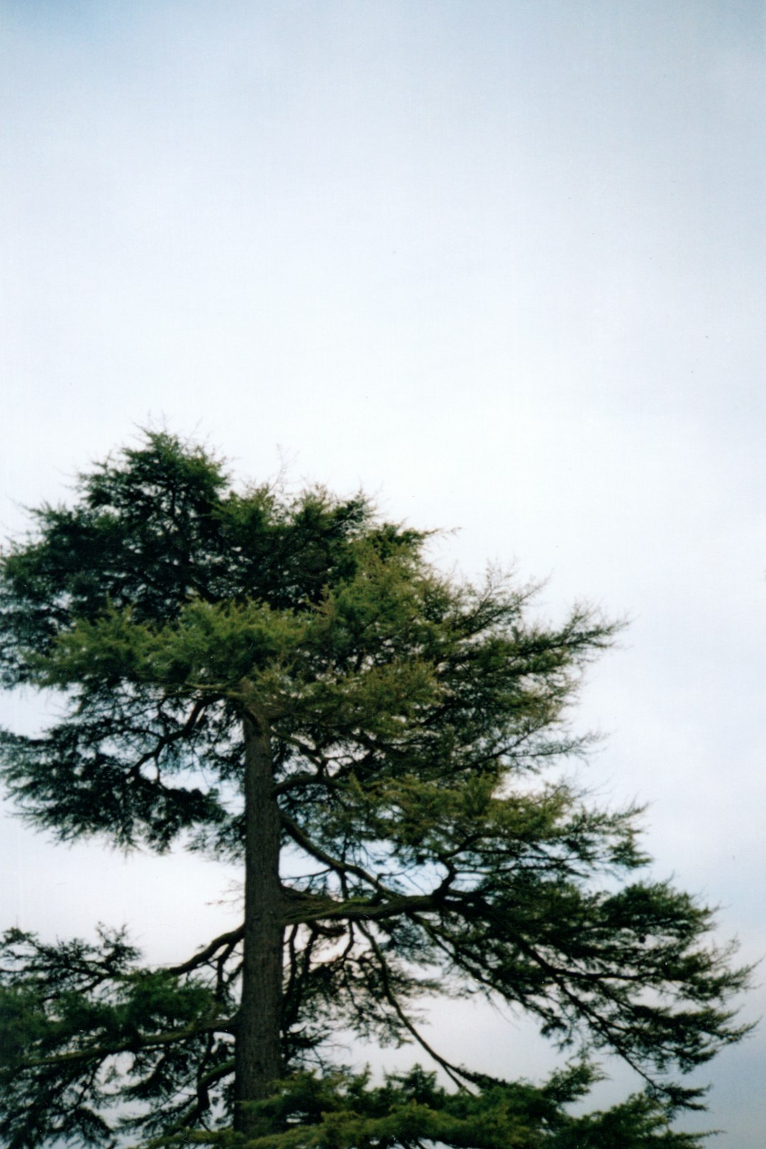 green tree under white sky during daytime