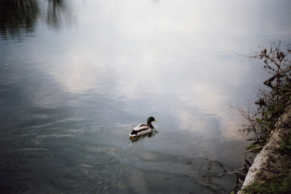 Pato blanco y negro en el agua