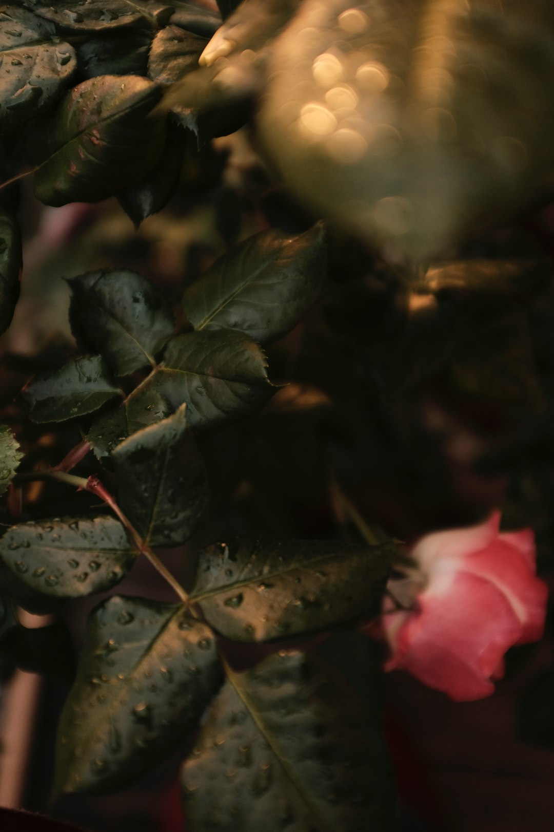 pink rose in bloom during daytime