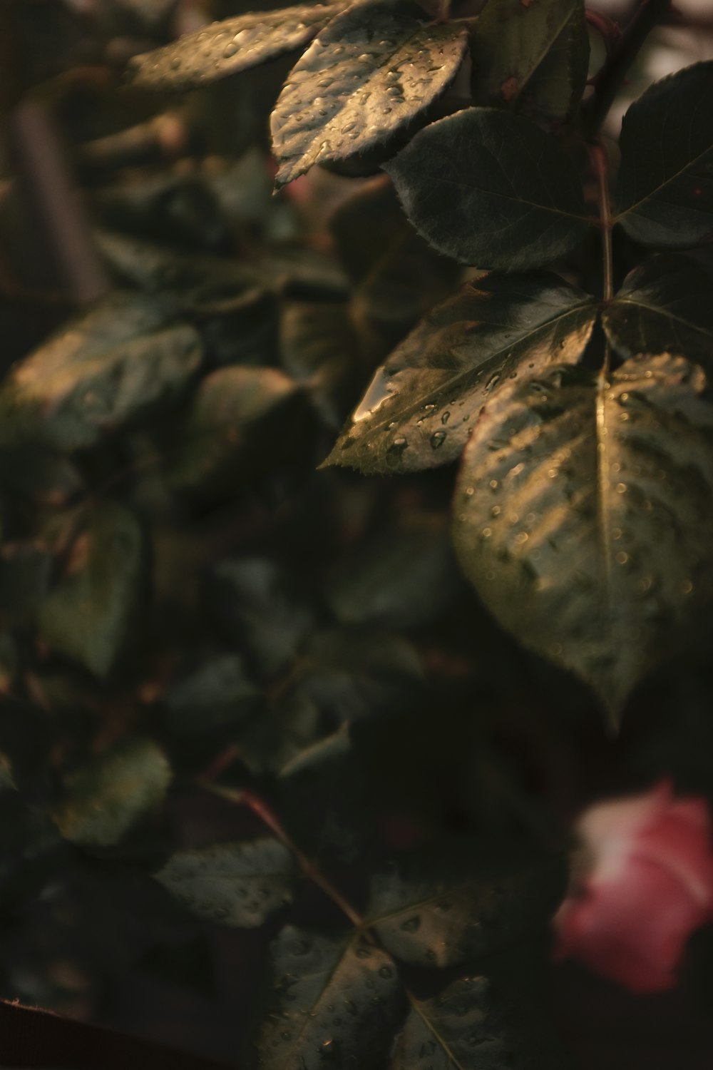 green and brown leaves in close up photography