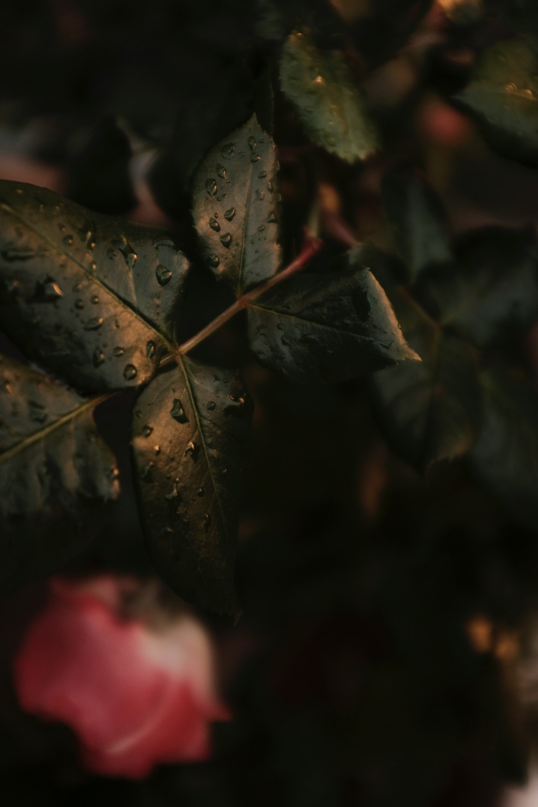 brown leaves in tilt shift lens