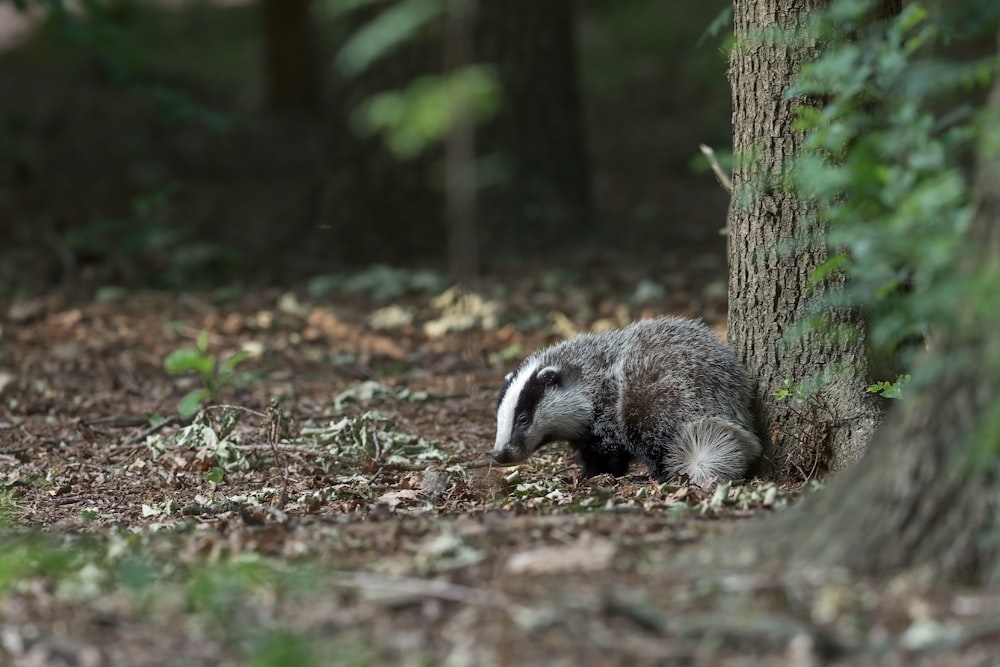 a badger is hiding behind a tree in the woods