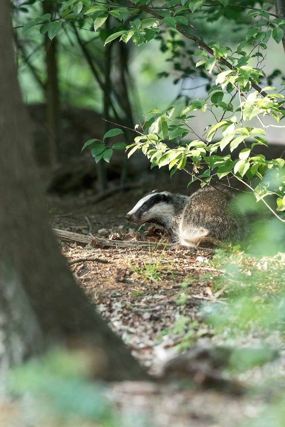 brown and white animal on brown soil