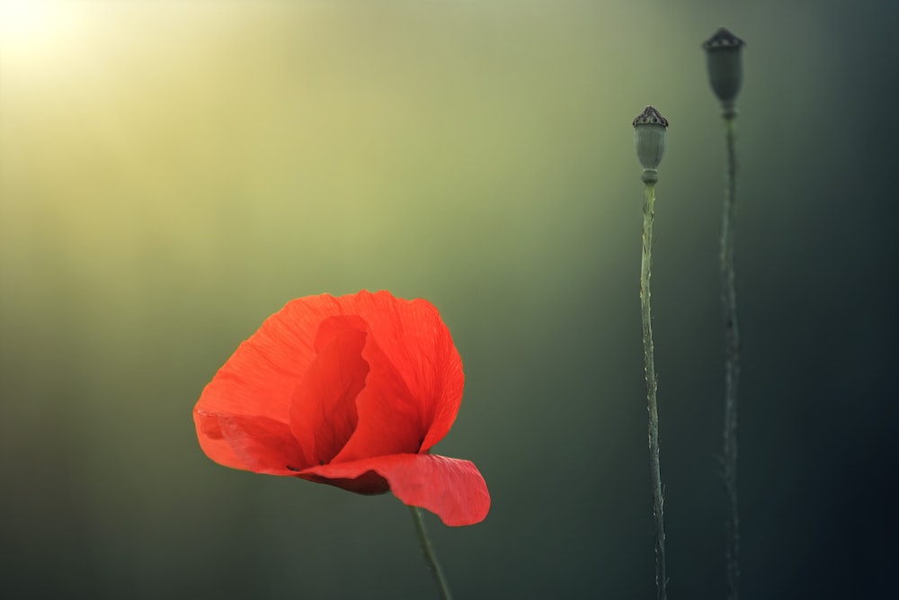 red flower in water droplets