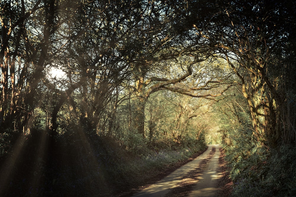 Camino gris entre árboles durante el día