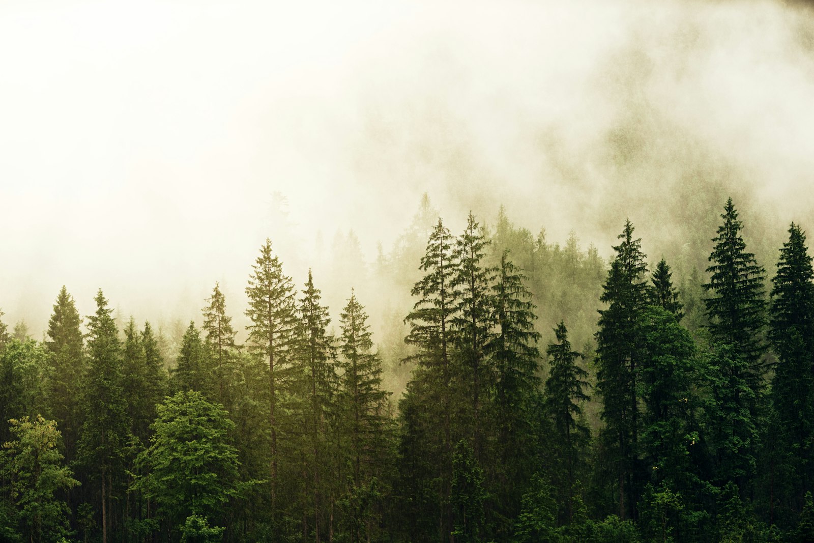 Sony a7 + Tamron 18-270mm F3.5-6.3 Di II PZD sample photo. Green pine trees covered photography