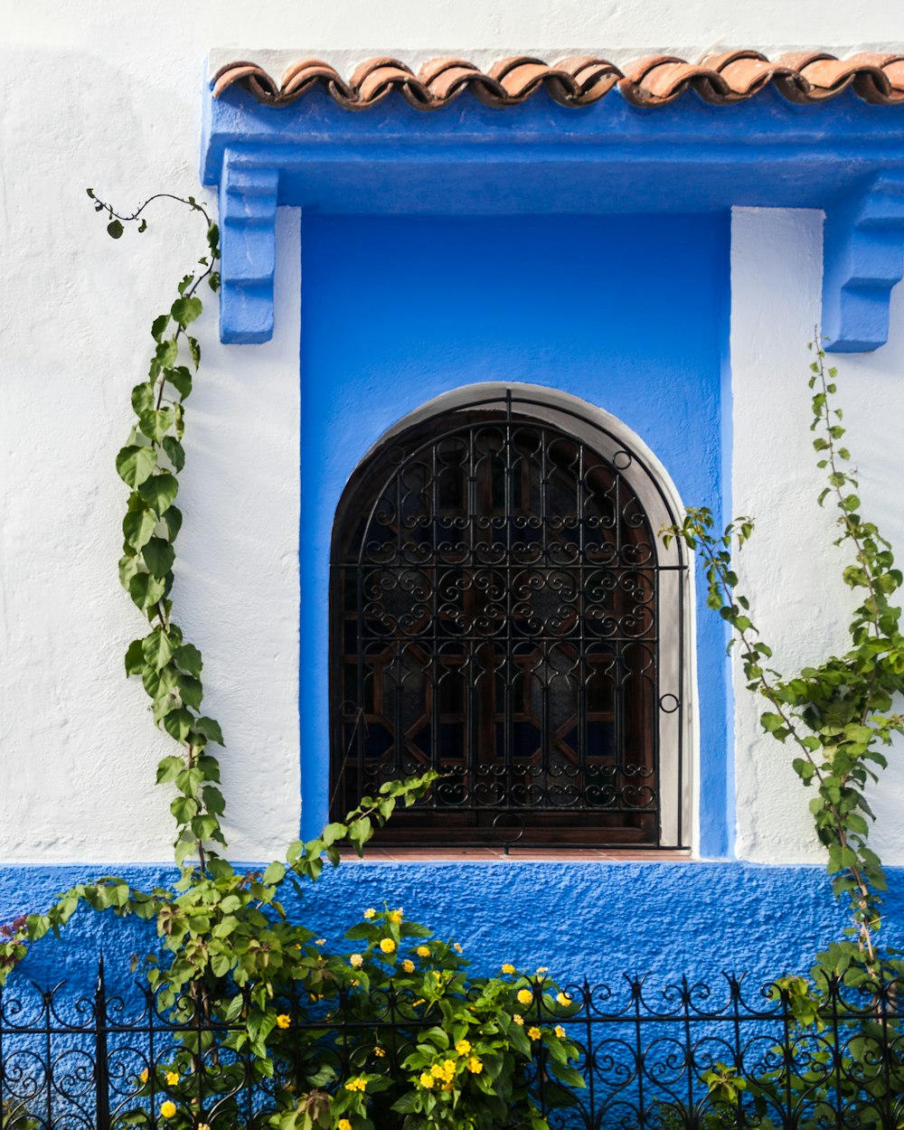 blue wooden window frame with green plant