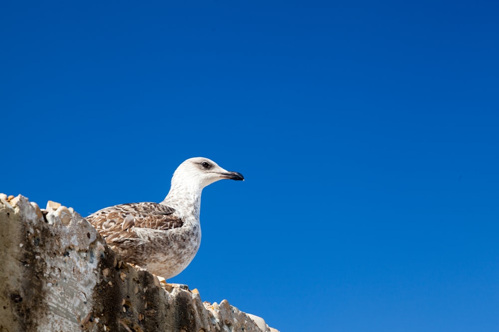 weißer und grauer Vogel auf braunem Felsen