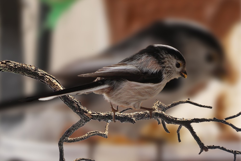 black and white bird on brown tree branch