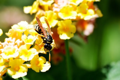 black and yellow bee on yellow flower invertebrate teams background