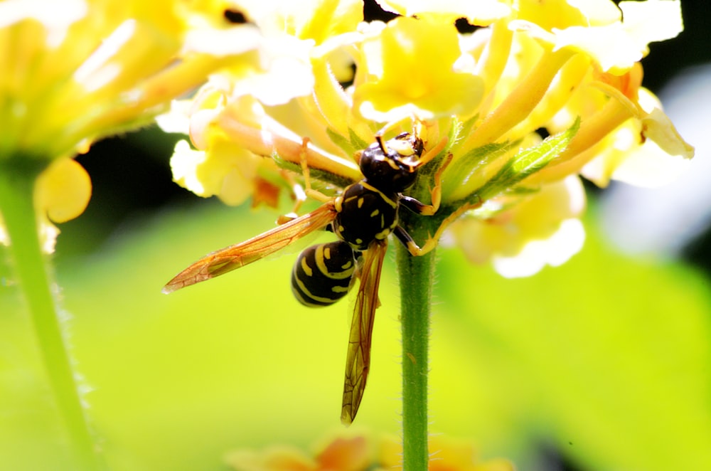 black and yellow bee on yellow flower