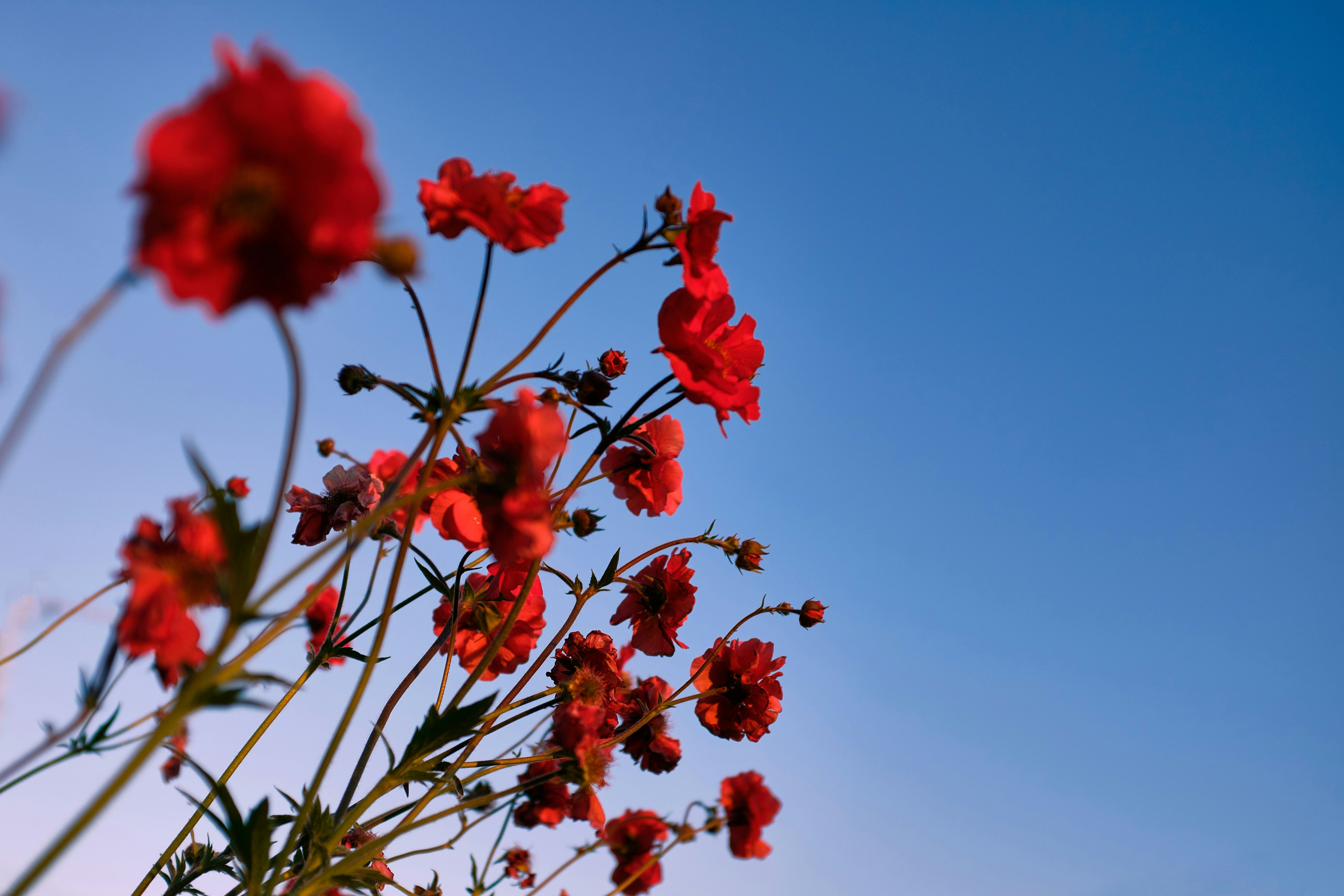 red flowers with green leaves under blue sky during daytime