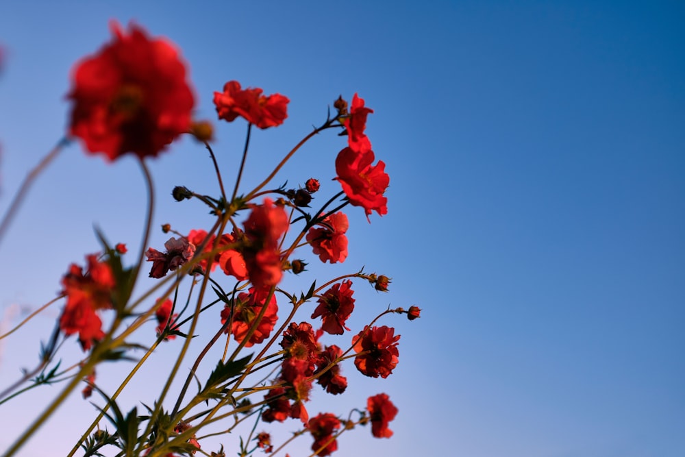 rote Blüten mit grünen Blättern unter blauem Himmel tagsüber