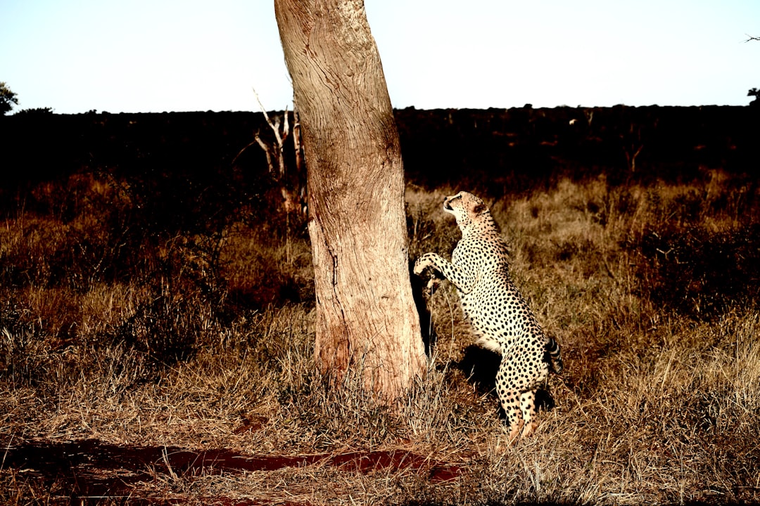 cheetah standing beside brown tree during daytime