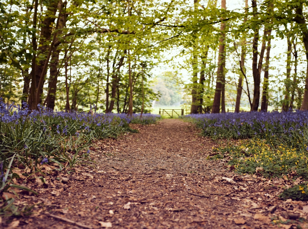 green trees and brown soil