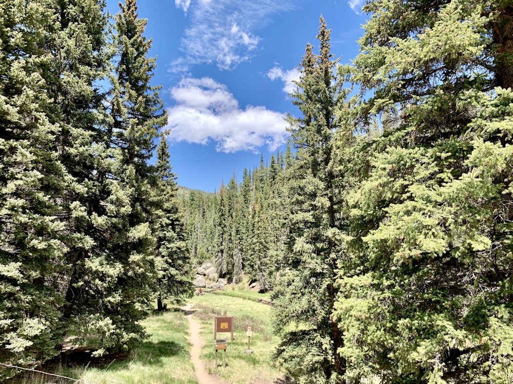 green pine trees under blue sky during daytime