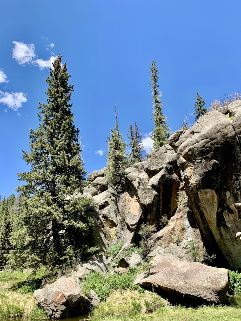 pins verts sur la montagne rocheuse brune sous le ciel bleu pendant la journée