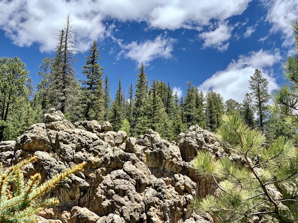 pini verdi sulla collina rocciosa sotto il cielo nuvoloso blu e bianco durante il giorno