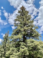 Illustration of a tree logo symbolizing health and environmental care.