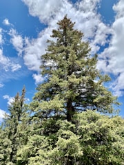 Illustration of the SolidTreeBoard logo featuring a vibrant tree symbolizing nature and health.