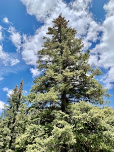 A calm forest of dark timber trees under a bright sky, symbolizing steady growth and long-term commitment.