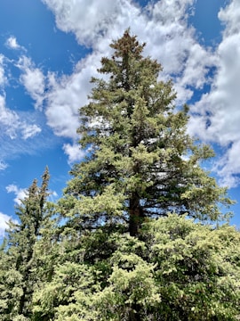 Green forest symbolizing the environmental impact of carbon credit trading.